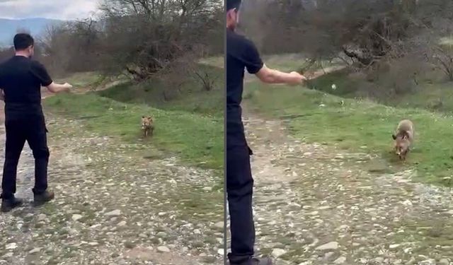 Bolu’da şaşırtan görüntüler: Tilkiyi elleriyle böyle besledi