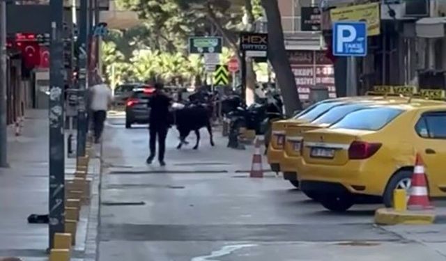Bornova’da kaçan dana korku dolu anlar yaşattı