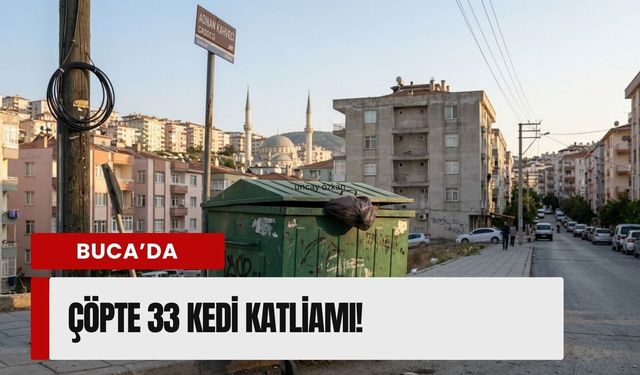 Buca'da vicdan dışı olay:33 dondurulmuş kedi bulundu