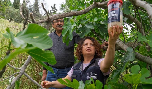 Büyükşehir’den incir üreticisine ‘Ekşilik Böceği’ kalkanı!