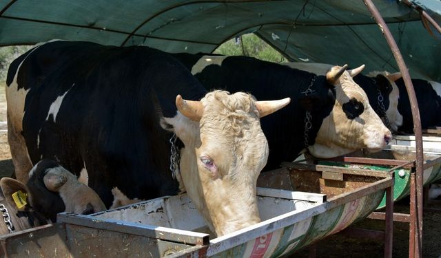 Aliağa’da kurbanlık kesim fiyatları duyuruldu