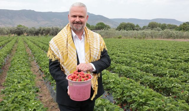 Emiralem Çilek Festivali için geri sayım: 16. Uluslararası buluşma başlıyor