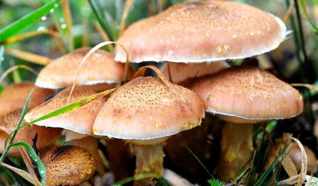 Mantar faciası: 5 aylık hamile kadın ve bebeği kurtarılamadı