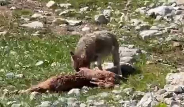 Munzur Dağları’nda kurt ve akbabaların etkileyici görüntüsü