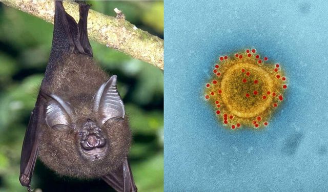 Tayland’da yeni koronavirüs alarmı! İnsanlara bulaşma potansiyeli var