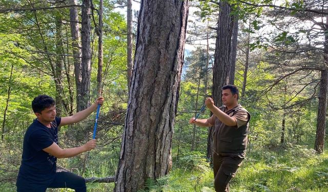 Yaz kuraklığı ağaçları nasıl etkiliyor? Küre Dağları’nda dikkat çeken çalışma