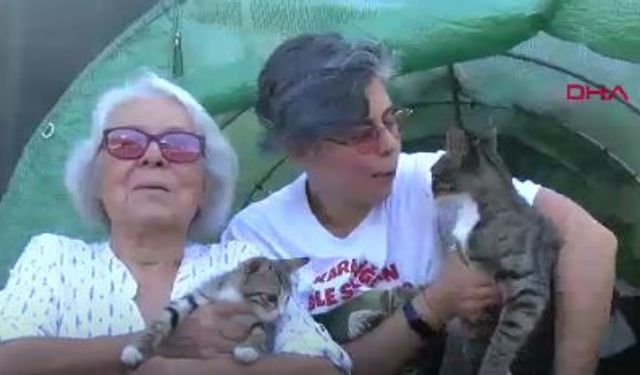 İzmir’de şaşırtan olay: 'Erkek sandıkları kedi doğum yaptı'