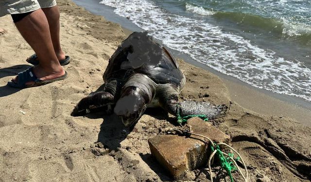 İzmir'de yüzgecine taş bağlanan kaplumbağa kıyıya vurdu!