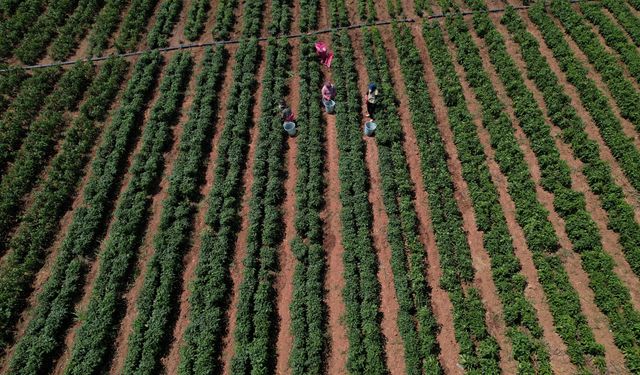 Bu rekabet dil yakacak: Torbalı’dan Urfa’ya acı rest!
