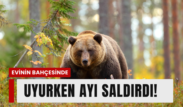 Seferihisar'da evinin bahçesinde ayı saldırısına uğradı!