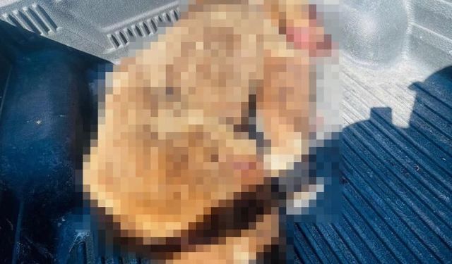 Seferihisar'da can alan ayı sahilde vuruldu!