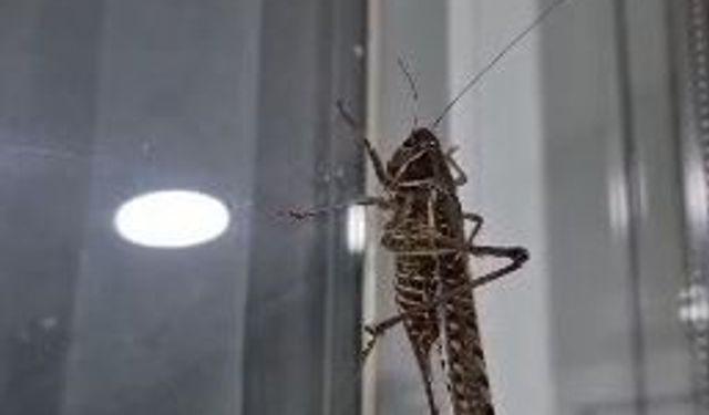 Bakanlık son noktayı koydu! İstanbul'da çekirge istilası mı var?