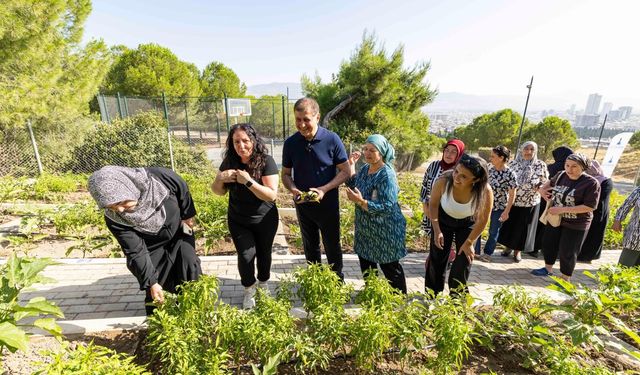 İzmir'de mahalle bostanlarında hasat zamanı