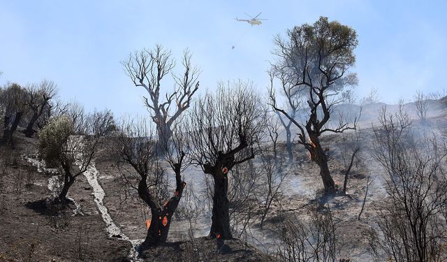 İzmir için orman yangını uyarısı: Temizlenmeyen otlar riski büyütüyor!