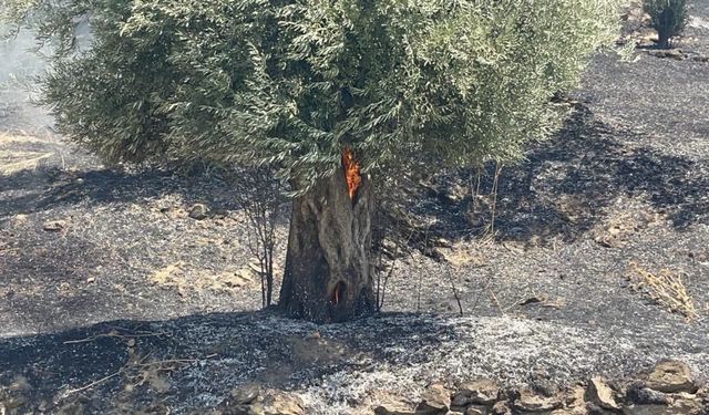 Bayındır'da korkutan yangın: Alevler bölgeyi sardı!