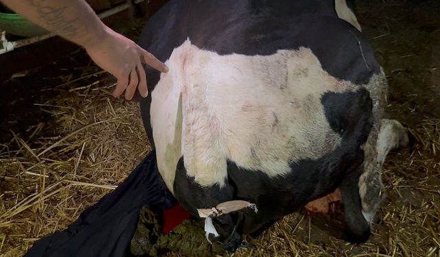 Komşusunun danası bahçeye girdi, baltayı eline aldı