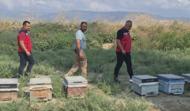 Antakya’da bal sağımı sürüyor: Arıcılar sezonda yoğun mesai yapıyor