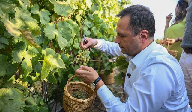 Bornova Misket Üzümü’nde tescilli marka büyüyor