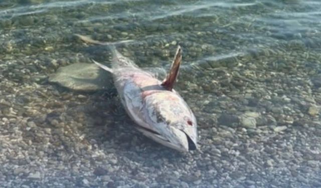 Çeşme ve Karaburun’da Orkinos ölümlerine ÇEŞÇEP’den çağrı!