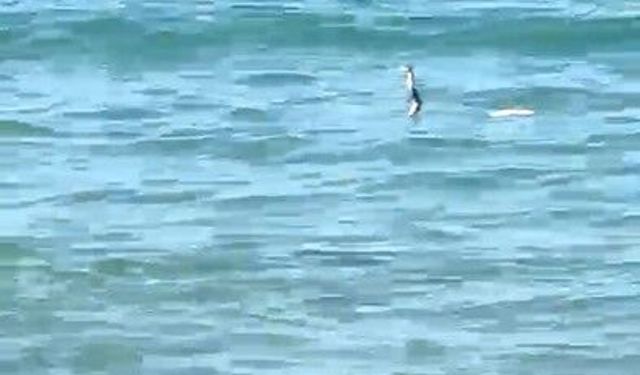 Çeşme’de suyun içinden yılan çıktı!