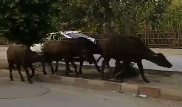 Samandağ’da şaşırtan görüntü: Anguslar trafiğe çıktı