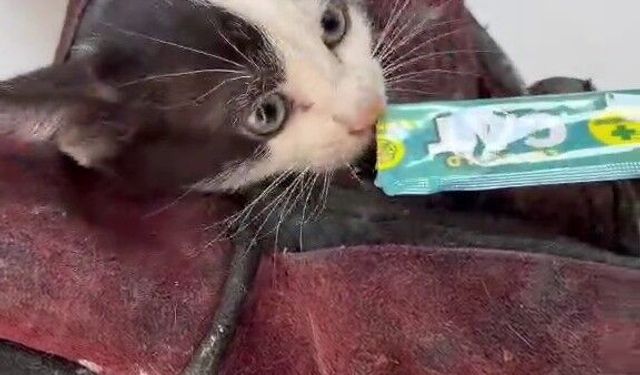Bornova'da ezilmekten kurtardığı kedi aracın motoruna saklandı
