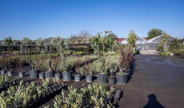 Bornova’ya 7 dönümlük lavanta parkı geliyor
