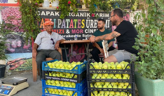 Torbalı'nın meşhur Bardacık incirinde hasat başladı!