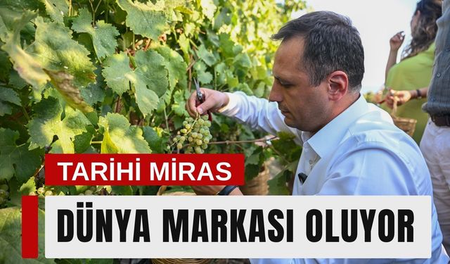 Bornova Misket Üzümü’nde tescilli marka büyüyor