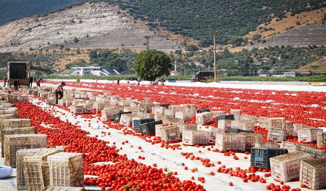 Torbalı'nın kırmızı altınında hasat mesaisi
