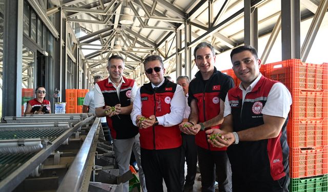 Zeytinde sezonun ilk hasadı İzmir’de başladı