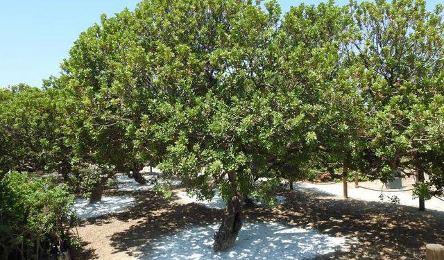Çeşme Damla Sakızı uluslararası bilim dünyasında!
