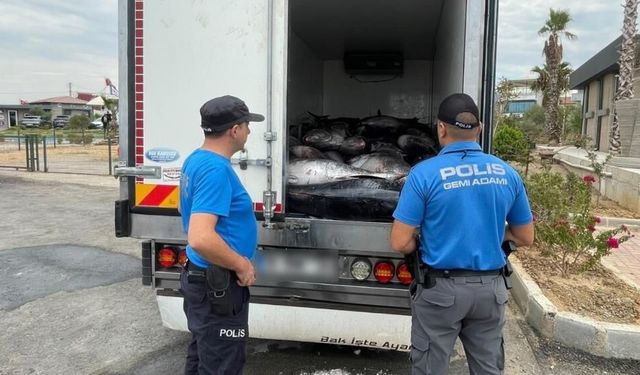 İzmir’de yarım milyonluk kaçak orkinos!