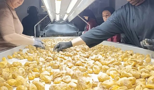 Aydın incirinde tesis denetimleri sürüyor