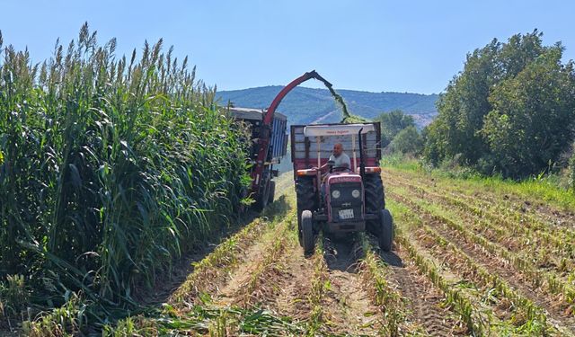 İzmir’de üreticilere yeni alternatif: Hasadı başladı