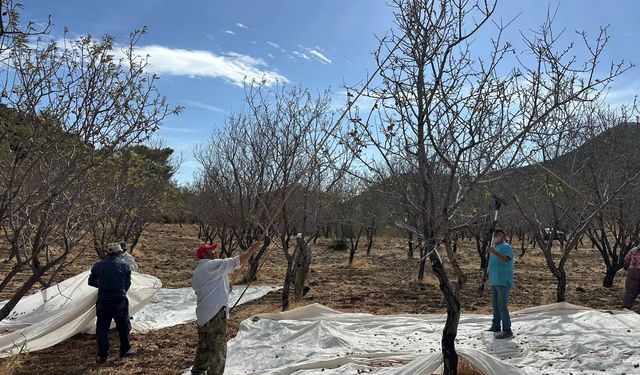 Datça’da badem bahçelerinde hasat mesaisi