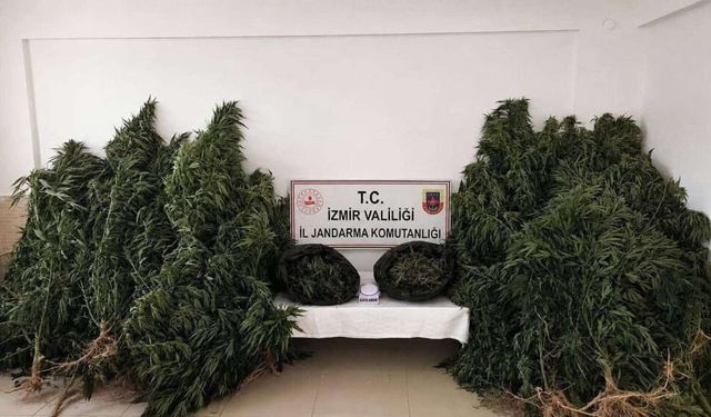 Dron havalandı, 13 kilo esrar ele geçirildi!
