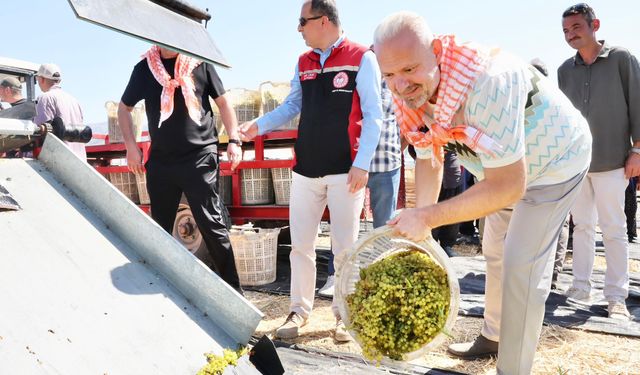 Menemen’de üzümler hasat için kesildi