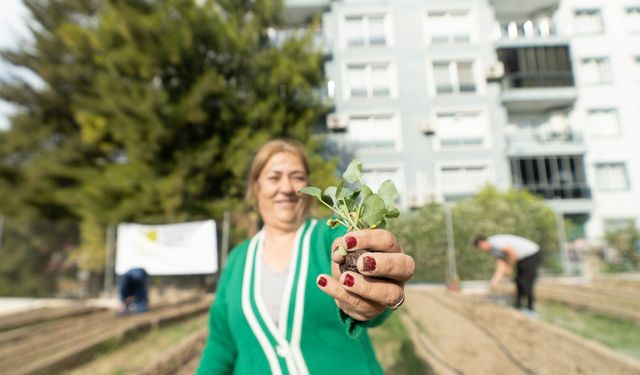 Mahalle bostanlarında kış hazırlığı başladı