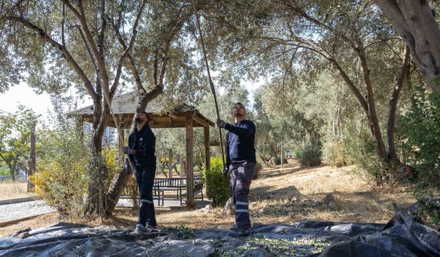 Bornova’da zeytin hasadı ihtiyaç sahiplerine ulaşacak