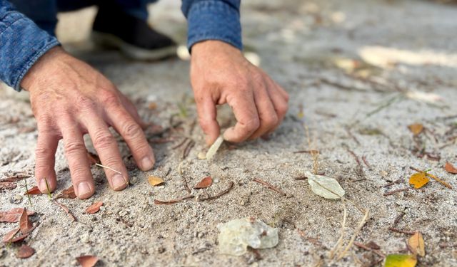 Çeşme damla sakızında hasat başladı: Kilosu 50 bin lira!
