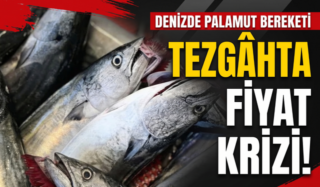 Palamut bolluğu kriz çıkardı: Balıkçılar avı durdurmak istiyor!