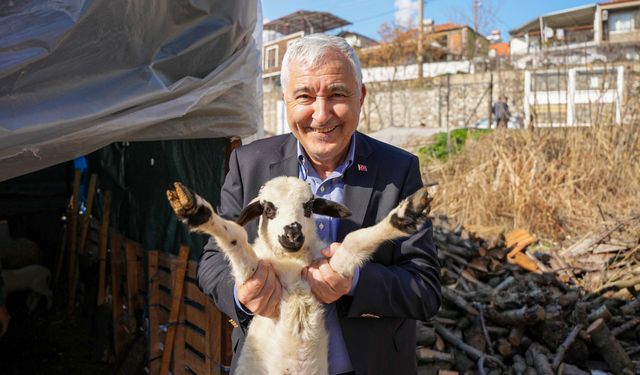 Kemalpaşa’da zeytin üreticilerine kasa desteği