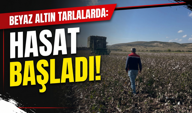 Beyaz altın tarlalarda: Hasat başladı!!