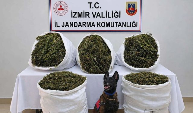 İzmir’de jandarmadan yasaklı madde operasyonu