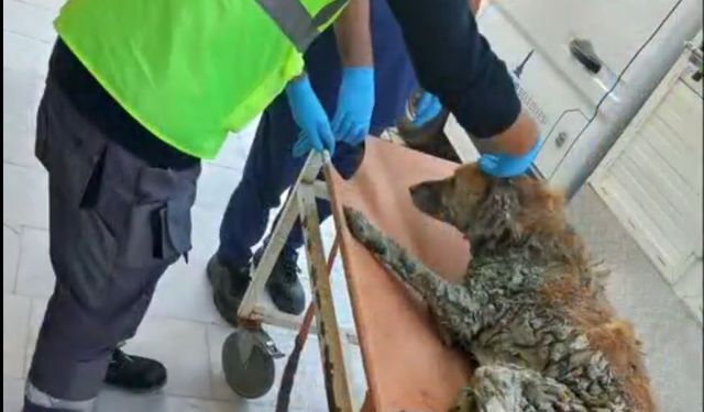 İzmir’de kurtarılan köpeğin adı Şanslı oldu