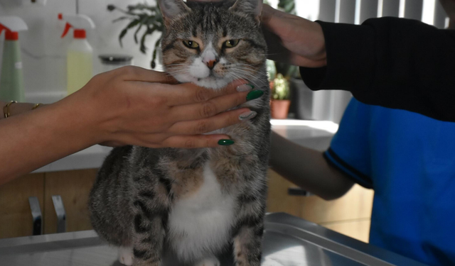İzmir’de minik yüreklerden kedi Kurabiye’ye 22 bin liralık umut!