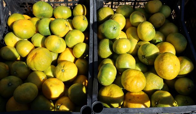 Satsuma mandalinada ihracat sezonu başladı