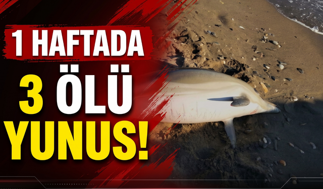 İzmir kıyılarında 1 haftada 3 ölü yunus!