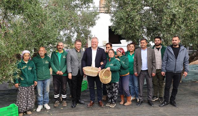 Zeytin hasadı, konser ve lezzet şöleni Urla’da!